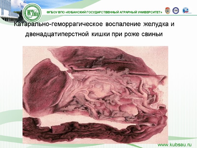 Катарально-геморрагическое воспаление желудка и двенадцатиперстной кишки при роже свиньи